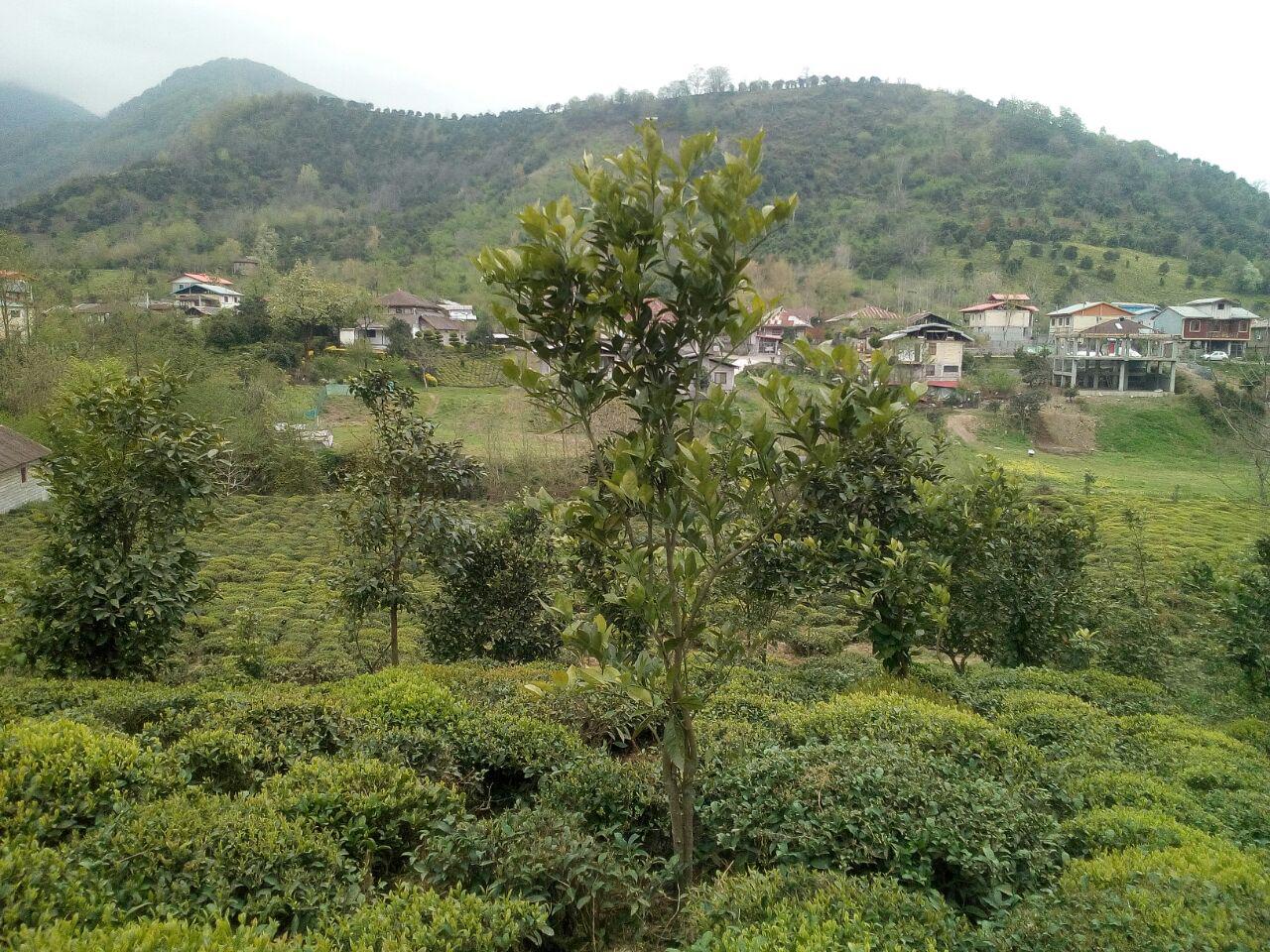 فروش زمین مسکونی جنگلی طرح هادی در رانکوه املش