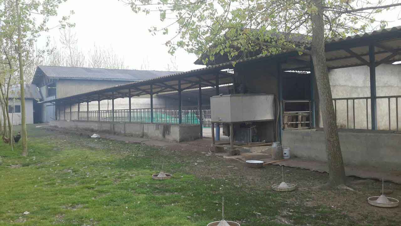 فروش گاوداری صنعتی 100 راسی در شرق گیلان  