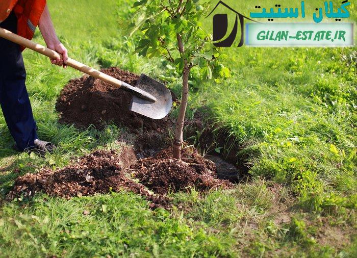                     خرید فوری زمین باغی برای درختکاری و باغداری